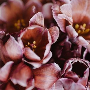 Meet your Posher, Lina